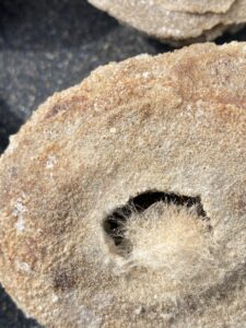 Fungal-growth-on-sandcast-pate-de-verre-20f9e4f356e3e5217ae65d389bc7bf85